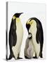 Emperor Penguins Feeding Chick-John Conrad-Stretched Canvas