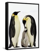 Emperor Penguins Feeding Chick-John Conrad-Framed Stretched Canvas