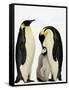 Emperor Penguins Feeding Chick-John Conrad-Framed Stretched Canvas