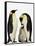 Emperor Penguins Feeding Chick-John Conrad-Framed Stretched Canvas