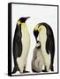 Emperor Penguins Feeding Chick-John Conrad-Framed Stretched Canvas