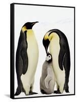 Emperor Penguins Feeding Chick-John Conrad-Framed Stretched Canvas