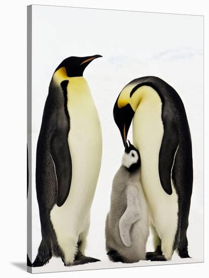 Emperor Penguins Feeding Chick-John Conrad-Stretched Canvas