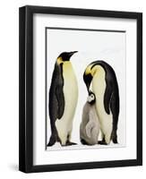 Emperor Penguins Feeding Chick-John Conrad-Framed Premium Photographic Print