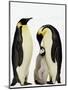 Emperor Penguins Feeding Chick-John Conrad-Mounted Premium Photographic Print