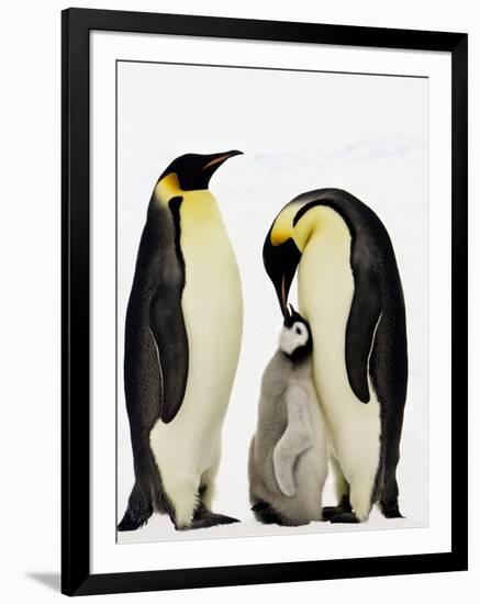 Emperor Penguins Feeding Chick-John Conrad-Framed Photographic Print