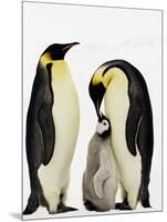 Emperor Penguins Feeding Chick-John Conrad-Mounted Photographic Print