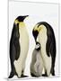 Emperor Penguins Feeding Chick-John Conrad-Mounted Photographic Print