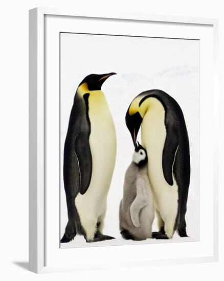 Emperor Penguins Feeding Chick-John Conrad-Framed Photographic Print