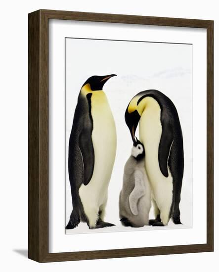 Emperor Penguins Feeding Chick-John Conrad-Framed Photographic Print