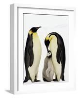 Emperor Penguins Feeding Chick-John Conrad-Framed Photographic Print