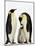 Emperor Penguins Feeding Chick-John Conrad-Mounted Photographic Print