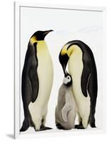 Emperor Penguins Feeding Chick-John Conrad-Framed Photographic Print