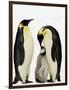 Emperor Penguins Feeding Chick-John Conrad-Framed Photographic Print