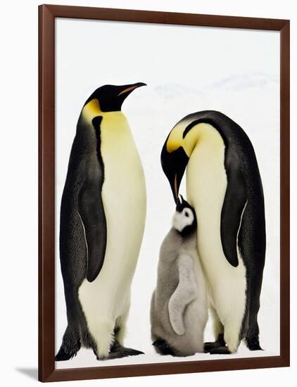 Emperor Penguins Feeding Chick-John Conrad-Framed Photographic Print