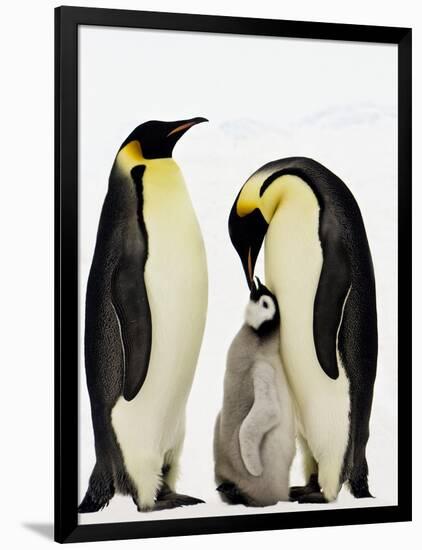 Emperor Penguins Feeding Chick-John Conrad-Framed Photographic Print