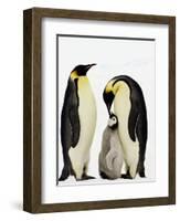 Emperor Penguins Feeding Chick-John Conrad-Framed Photographic Print