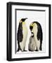 Emperor Penguins Feeding Chick-John Conrad-Framed Photographic Print