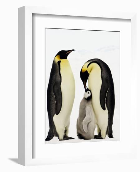 Emperor Penguins Feeding Chick-John Conrad-Framed Photographic Print