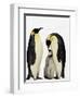 Emperor Penguins Feeding Chick-John Conrad-Framed Photographic Print