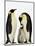 Emperor Penguins Feeding Chick-John Conrad-Mounted Photographic Print