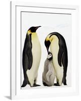 Emperor Penguins Feeding Chick-John Conrad-Framed Photographic Print