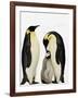 Emperor Penguins Feeding Chick-John Conrad-Framed Photographic Print