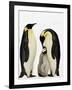 Emperor Penguins Feeding Chick-John Conrad-Framed Photographic Print