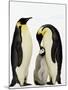 Emperor Penguins Feeding Chick-John Conrad-Mounted Photographic Print