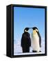 Emperor Penguins Greeting-John Conrad-Framed Stretched Canvas