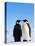 Emperor Penguins Greeting-John Conrad-Stretched Canvas