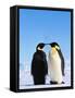 Emperor Penguins Greeting-John Conrad-Framed Stretched Canvas