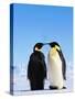 Emperor Penguins Greeting-John Conrad-Stretched Canvas