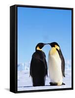 Emperor Penguins Greeting-John Conrad-Framed Stretched Canvas