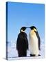 Emperor Penguins Greeting-John Conrad-Stretched Canvas