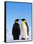 Emperor Penguins Greeting-John Conrad-Framed Stretched Canvas