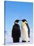 Emperor Penguins Greeting-John Conrad-Stretched Canvas