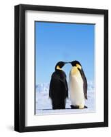 Emperor Penguins Greeting-John Conrad-Framed Premium Photographic Print