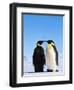 Emperor Penguins Greeting-John Conrad-Framed Premium Photographic Print