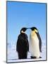 Emperor Penguins Greeting-John Conrad-Mounted Premium Photographic Print