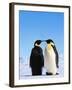 Emperor Penguins Greeting-John Conrad-Framed Premium Photographic Print