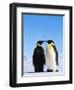Emperor Penguins Greeting-John Conrad-Framed Photographic Print