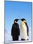 Emperor Penguins Greeting-John Conrad-Mounted Photographic Print