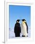 Emperor Penguins Greeting-John Conrad-Framed Photographic Print