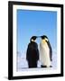 Emperor Penguins Greeting-John Conrad-Framed Photographic Print