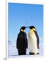 Emperor Penguins Greeting-John Conrad-Framed Photographic Print