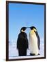 Emperor Penguins Greeting-John Conrad-Framed Photographic Print