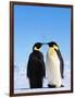 Emperor Penguins Greeting-John Conrad-Framed Photographic Print