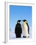 Emperor Penguins Greeting-John Conrad-Framed Photographic Print