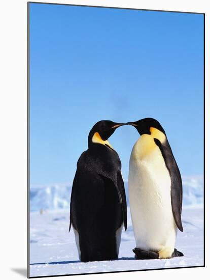 Emperor Penguins Greeting-John Conrad-Mounted Photographic Print